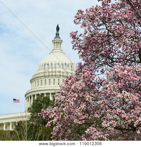 Washington DC in Spring - The Capitol