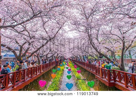 Jinhae Gunhangje Festival is the largest cherry blossom festival in Korea.