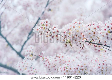 Cherry Blossom with Soft focus Sakura season in korea,Background.