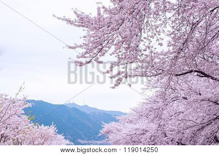 Cherry Blossom With Soft Focus, Sakura Season In Korea,backgroun
