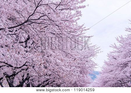 Cherry Blossom With Soft Focus, Sakura Season In Korea,backgroun