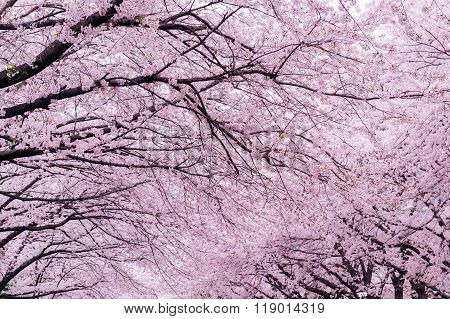 Cherry Blossom With Soft Focus, Sakura Season In Korea,backgroun
