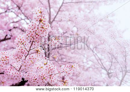 Cherry Blossom With Soft Focus, Sakura Season In Korea,background
