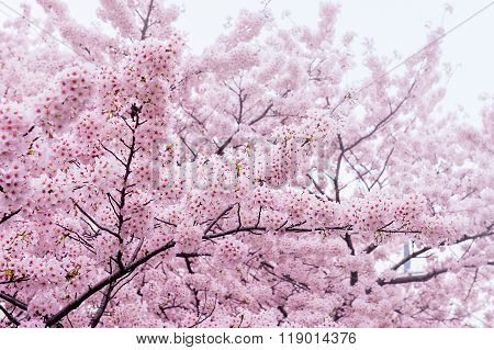 Cherry Blossom With Soft Focus, Sakura Season In Korea,background