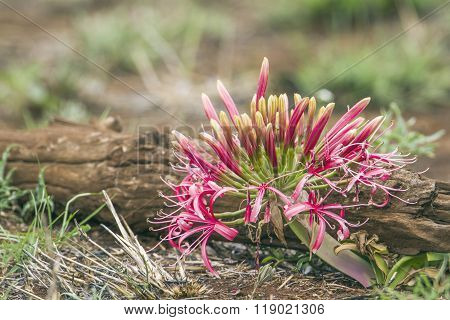 Blood Lily Flower In Kruger National Park, South Africa