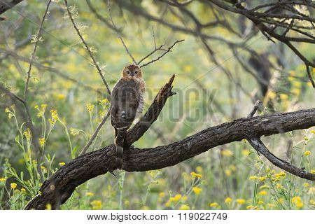 Gabar Goshawk Juvenile
