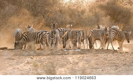 Zebras At Waterhole