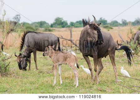 Adult And Calf Blue Wildebeest