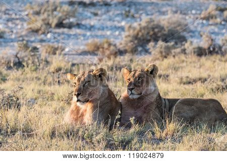 Lion Group In Etosha