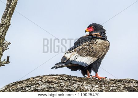 Bateleur In Kruger National Park, South Africa