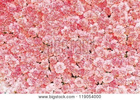 Beautiful carnation flowerPink flower background of carnation flower