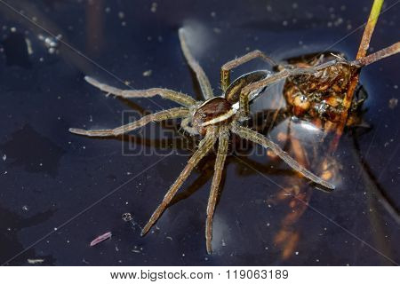 Young Raft Spider (dolomedes Fimbriatus)