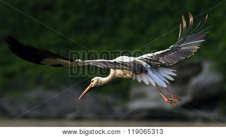 Stork in flight. White Stork (Ciconia ciconia) Baby delivery