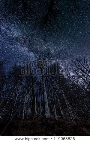 Night full of stars seen through trees Milky Way through trees