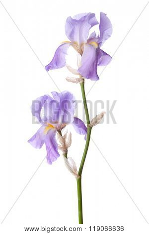 Light lilac flower isolated on a white background. Iris croatica