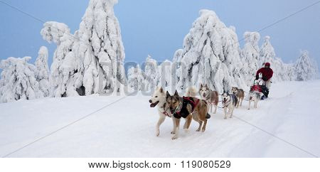 sledge dogging, Sedivacek's long, Czech Republic