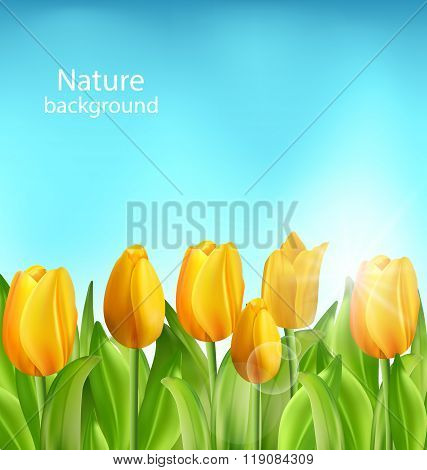 Nature Floral Background with Tulips Flowers