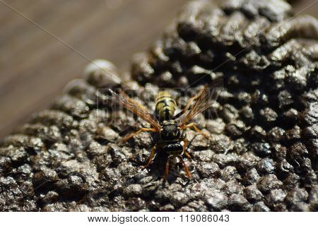 Reversed Hornet's Nest.