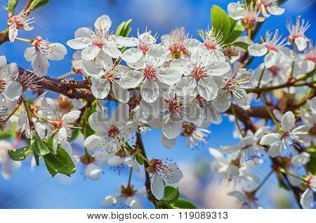 Blossoming Cherry Plum