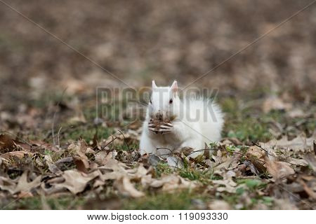 White Squirrel In Olney City Park