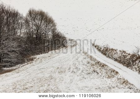 Trees In Field Covered By Snow. Winter Scenery