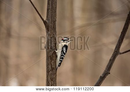 Downy Woodpecker Montreal.