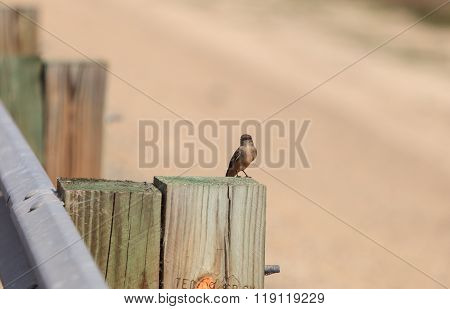 Grey female tree swallow bird