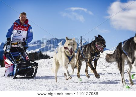 Sledge Dogs In Speed Racing