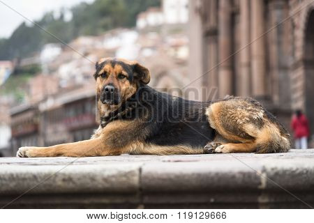 Andes dog, Cusco Peru
