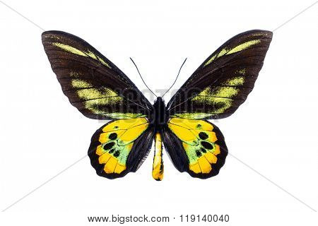 Beautiful colorful butterfly with black and yellow wings isolated on white. Ornithoptera Rothschild's birdwing.
