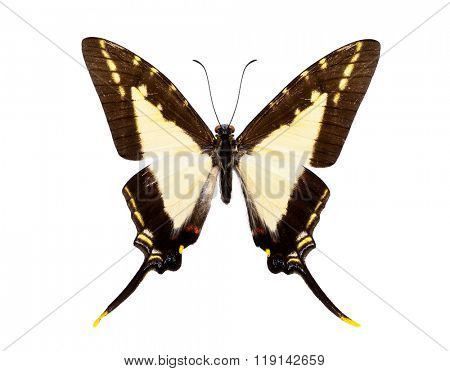Beautiful tailed butterfly with black and light yellow wings isolated on white.  Eurytides (dioxippus diores or leucaspis)