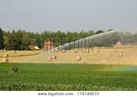 Watering In A Field