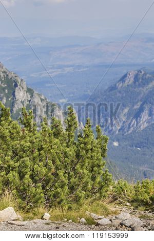 Poland - Tatra National Park In Tatra Mountains, Part Of Carpathian Mountains. Unesco Biosphere Rese