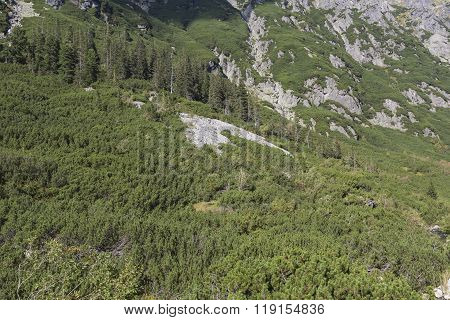 Poland - Tatra National Park In Tatra Mountains, Part Of Carpathian Mountains. Unesco Biosphere Rese