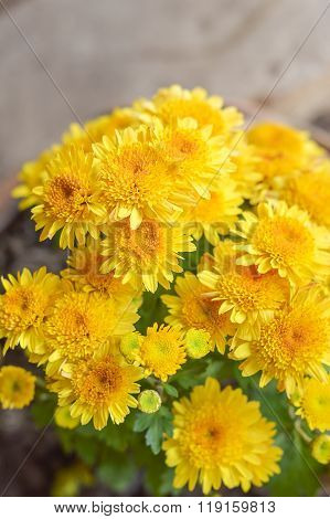 yellow Chrysanthemum flower in garden