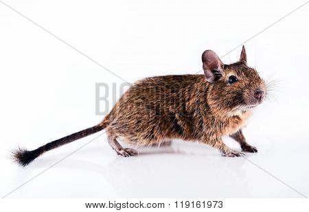 Young curious rodent degu isolated on white
** Note: Visible grain at 100%, best at smaller sizes