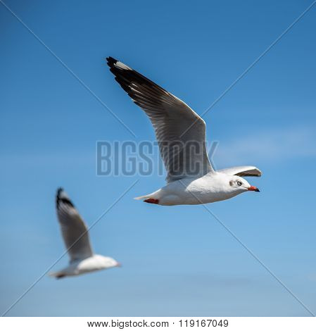 Seagull Flying In The Blue Sky