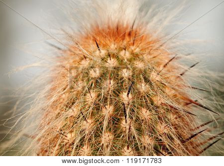 Cactus