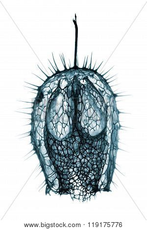 Fruit Of Echinocystis Lobata