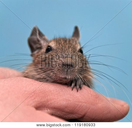 Degu sitting in a hand