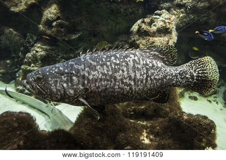 Goliath grouper (Epinephelus itajara)