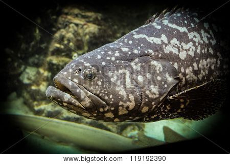 Goliath grouper (Epinephelus itajara)