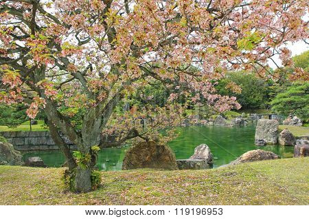 Sakura blossoming at Ninomaru Garden with ornamental stones in a large pond, traditional Japanese garden of the Nijo Castle during spring in Kyoto, Japan.