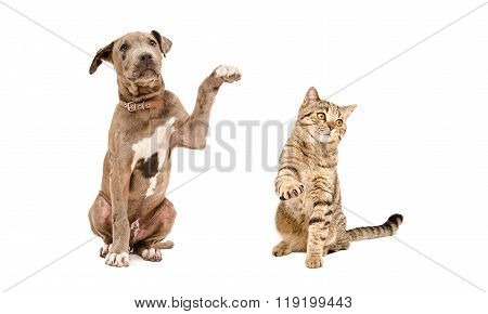 Playful puppy Pit bull and  cat Scottish Straight