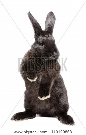 Portrait of a funny black rabbit standing on his hind legs