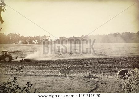 Bw Landscape With Harvested Field And White Horse
