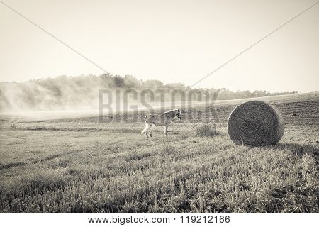 Bw Landscape With Harvested Field And White Horse