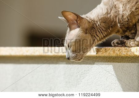 Animals At Home. Egyptian Mau Cat
