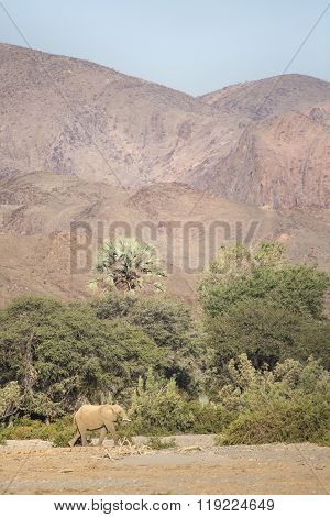 Desert Elephant in the Kunene region of Namibia.
** Note: Soft Focus at 100%, best at smaller sizes