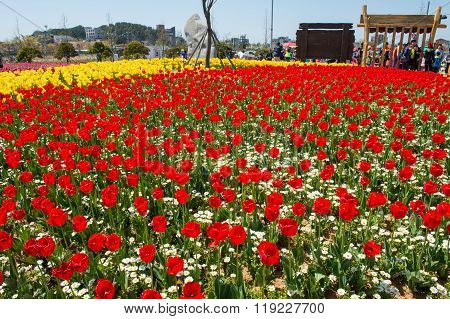 Daebudo Tulips Festival is the largest tulips festival in Korea.